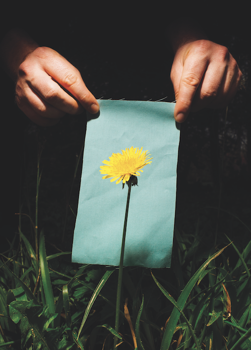 Eine gelbe Blume vor einem blauen Blatt Papier.